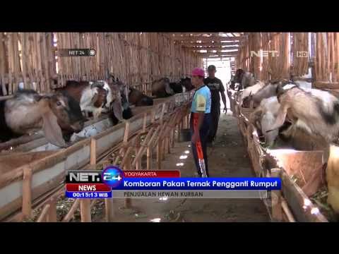 Harga Sapi Kurban Meningkat Akibat Sulitnya Mendapat Pakan Ternak -NET24