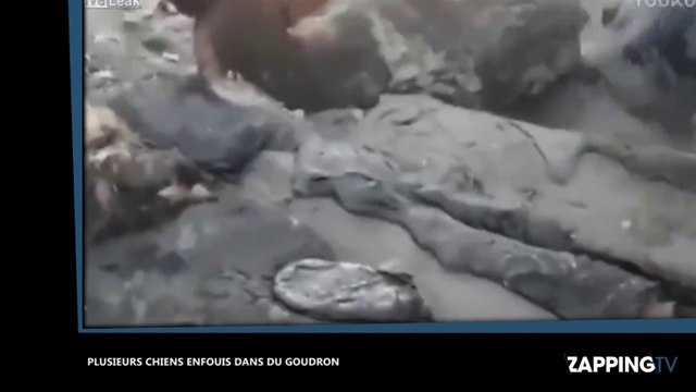 Des chiens découverts enfouis dans du goudron (vidéo)