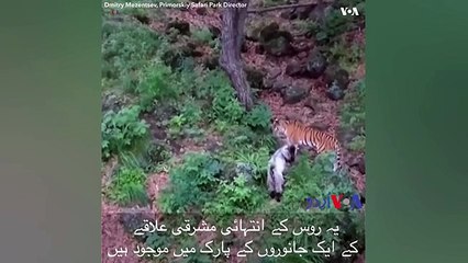 شیرنی اور بکری کی دوستی