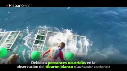 México diseña jaula más segura para observar al tiburón blanco