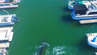 Quand une baleine vient visiter une marina
