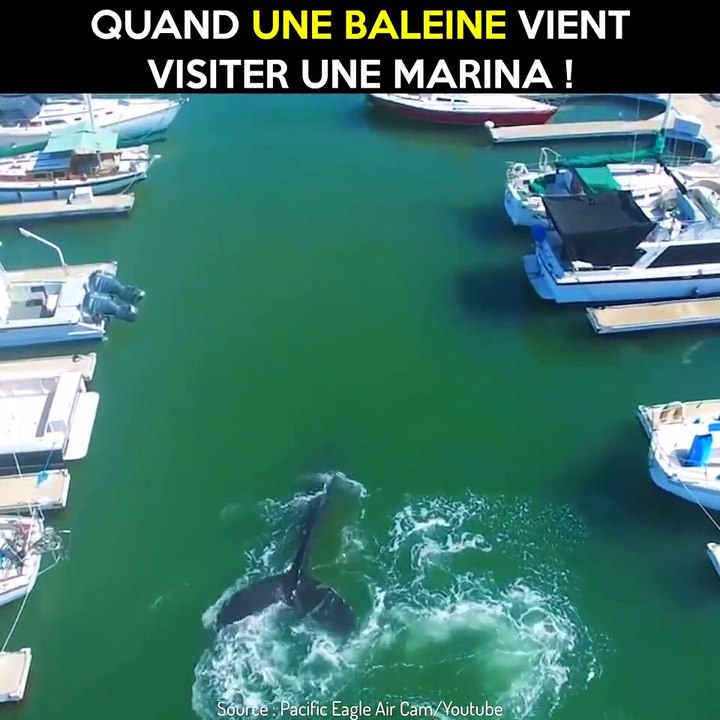Quand une baleine vient visiter une marina
