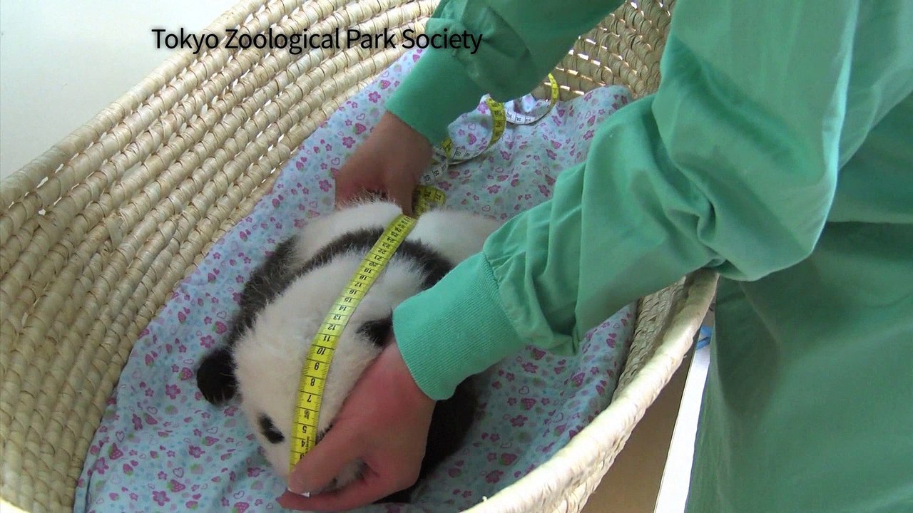 Japon : le bébé Panda du zoo de Tokyo fête ses...