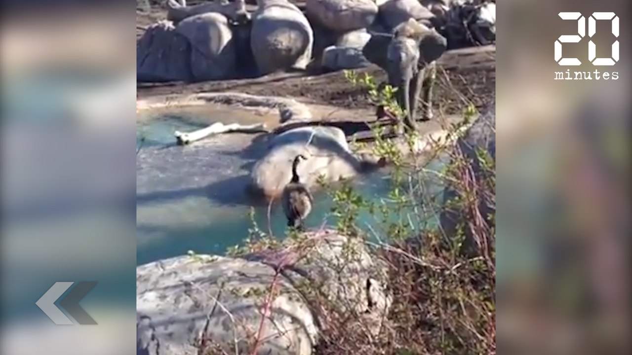 Bagarre entre une oie et un éléphant - Le Rewind du jeudi 03 août 2017