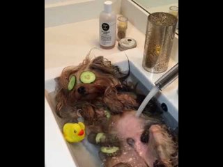 Pampered Pooch Enjoys Luxurious Bath