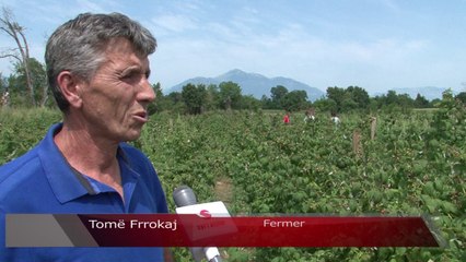 Tomë Frrokaj kultivues i suksesshëm i mjedrës - Lajme