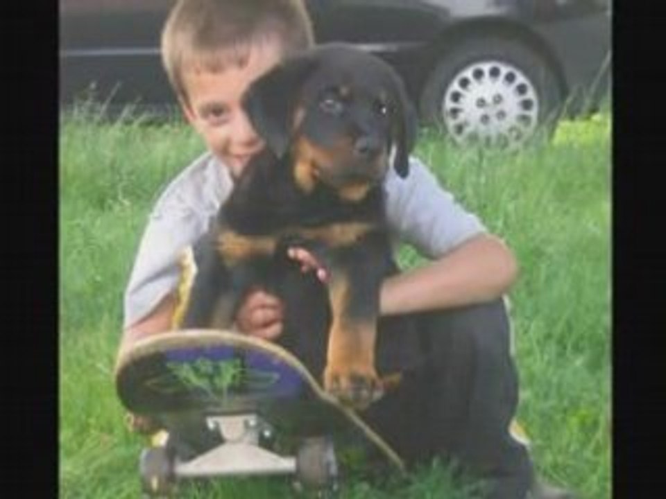 ROTTWEILER BULL TERRIER UNE VIE DE CHIEN