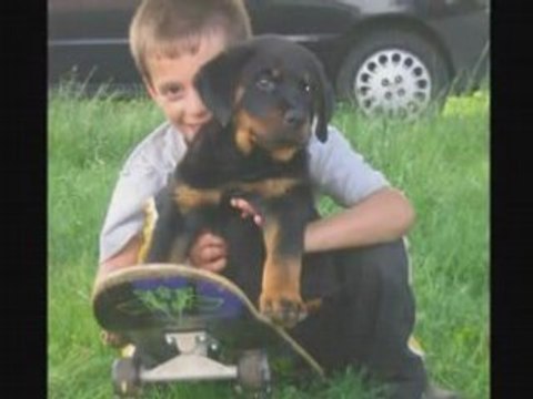 ROTTWEILER BULL TERRIER UNE VIE DE CHIEN