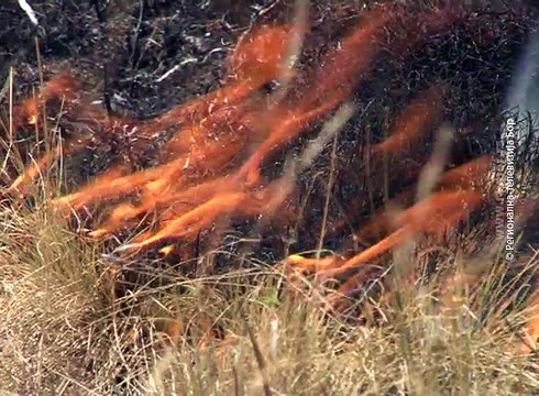 U borskom okrugu šire se požari, 3. avgust 2017 (RTV Bor)