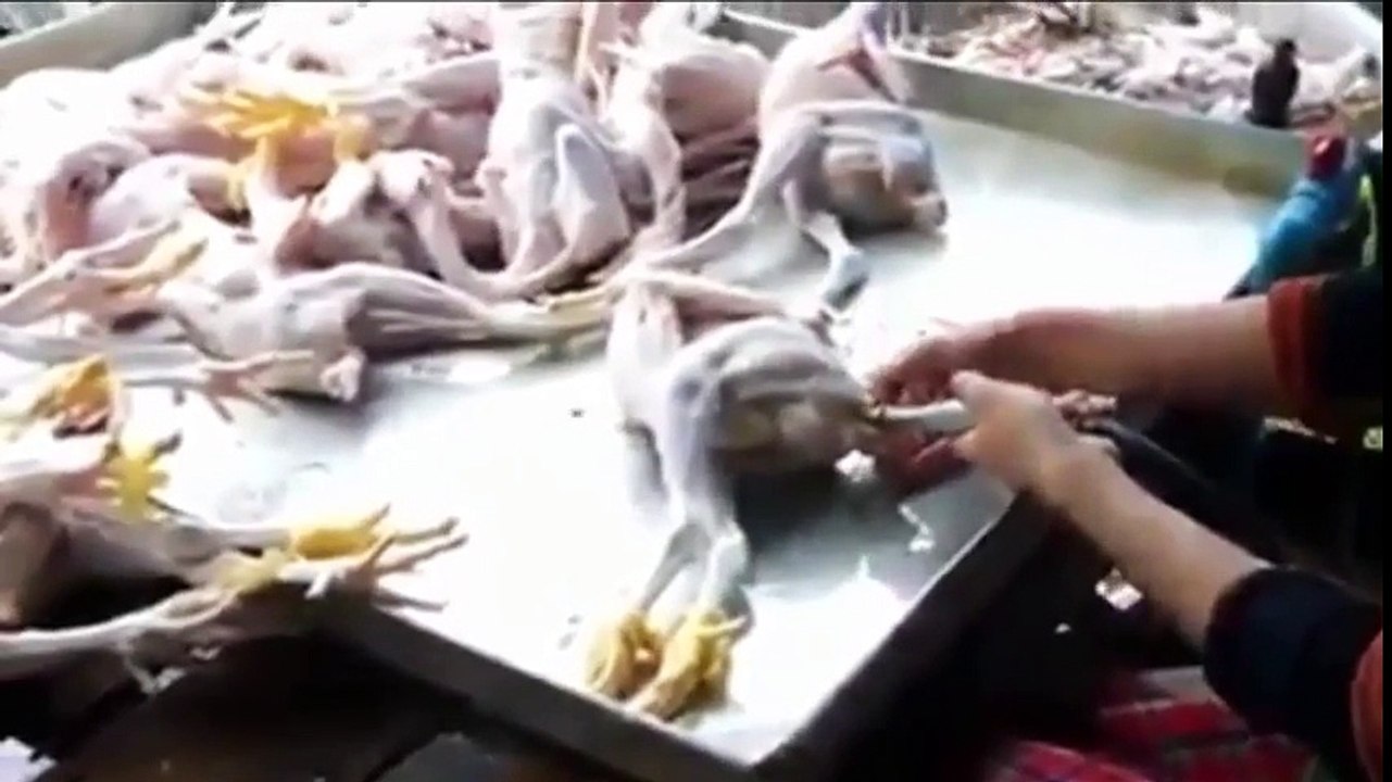غش محلات بيع الدجاج لا حول و لا قوة الا بالله