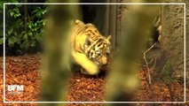 Ces quatre bébés tigres font leurs premiers pas au zoo de Hambourg
