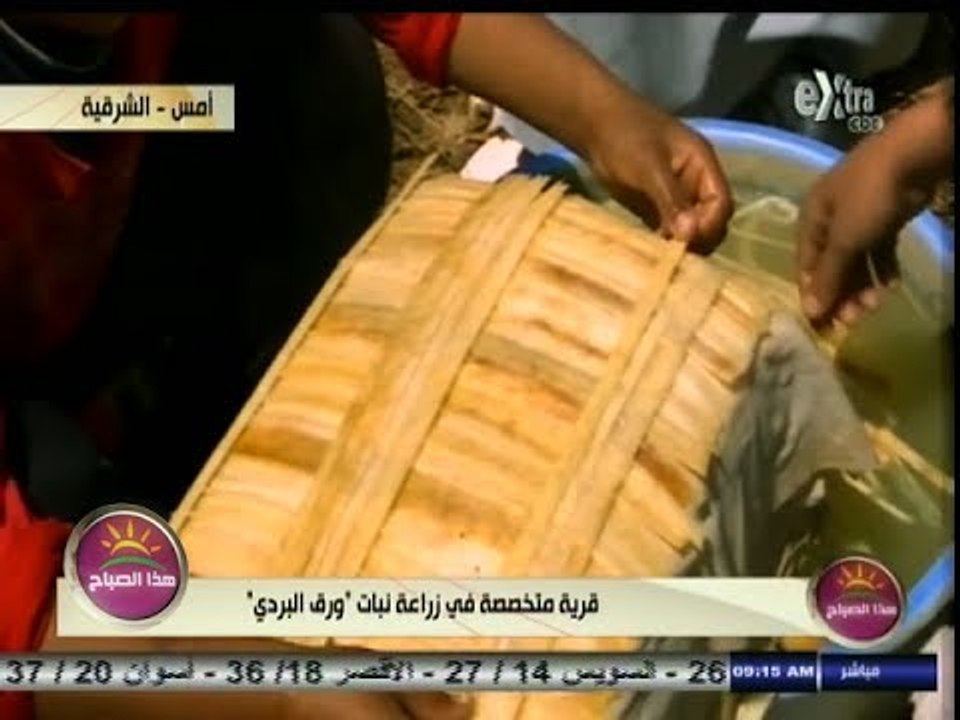 #هذا_الصباح | #الشرقية ٫٫ قرية متخصصة في زراعة نبات ورق البردي