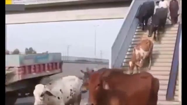 Pakistani journalist interviewed Buffalo || Upload by Magzian ||