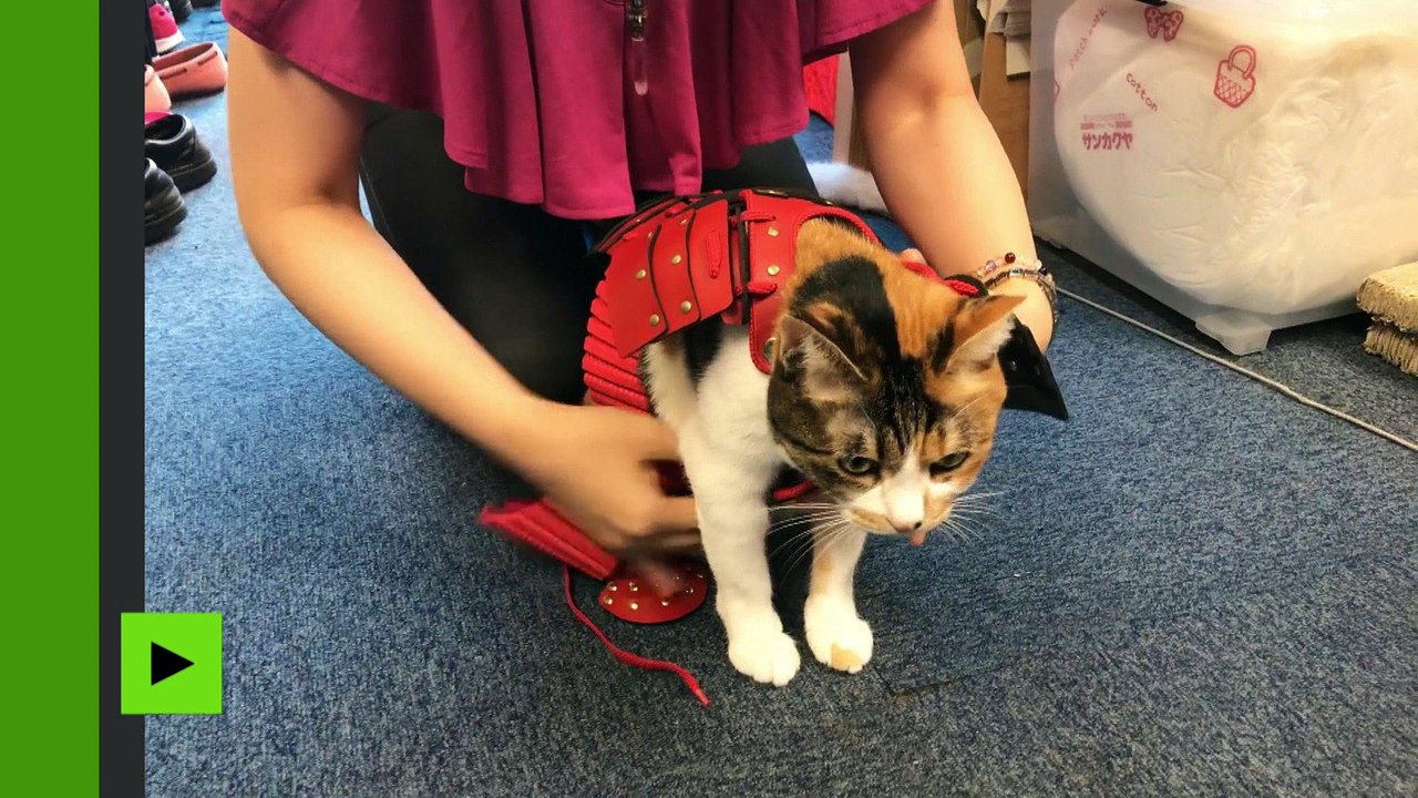 Préparez vos fauves au combat avec ces costumes de samouraï pour chiens et chats