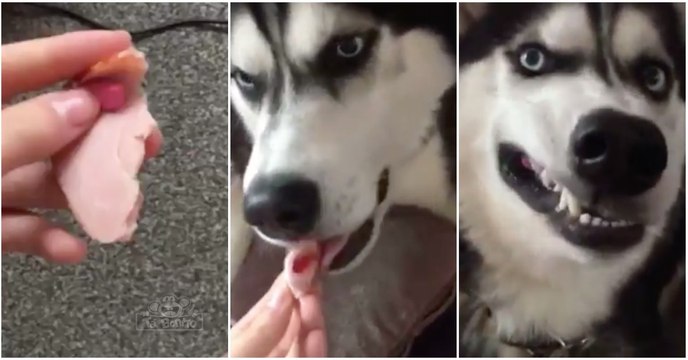 Mulher faz de tudo para dar o remédio ao seu cão mas este é mais fino do que ela...