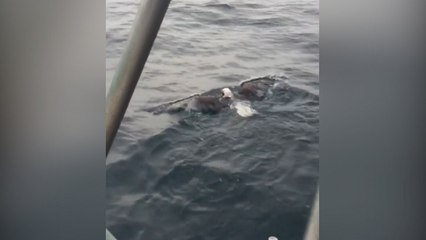One-eyed eagle rescued after being found swimming in the Atlantic