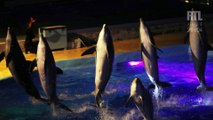 Est-ce la fin des spectacles de dauphins et d'orques ?