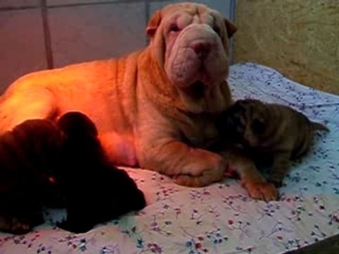 shar-pei Qi Ming Xing shar-pei kennel