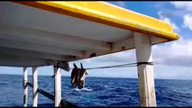 Pescador filma baleias no litoral do Espírito Santo