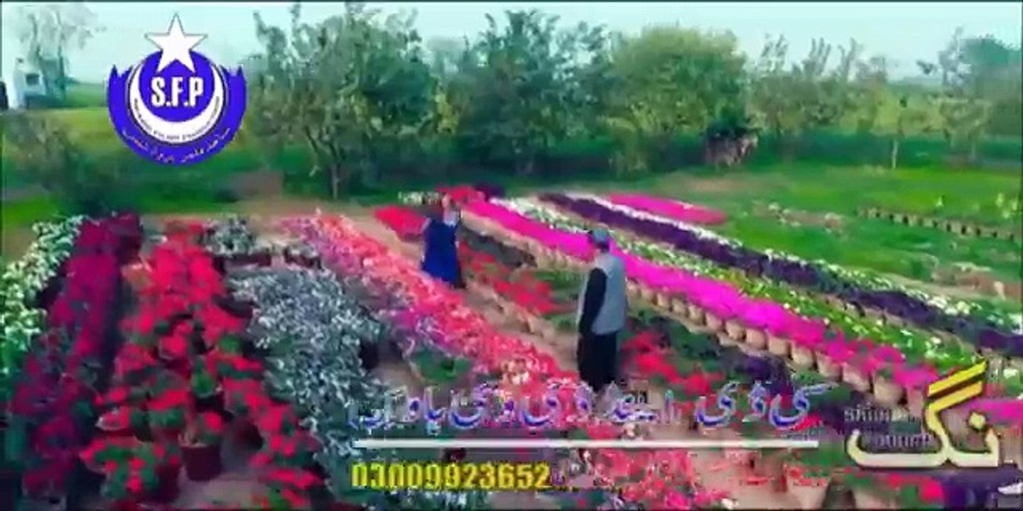Pashto New Songs 2017 Sitara Younas Official - Sta Khanda