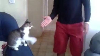 High Five + Fist Bump à son chat