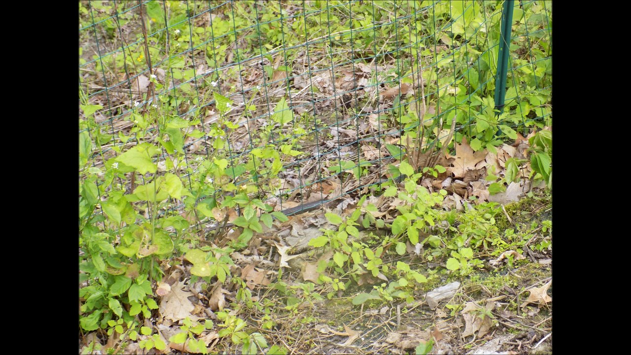 Snake in Backyard