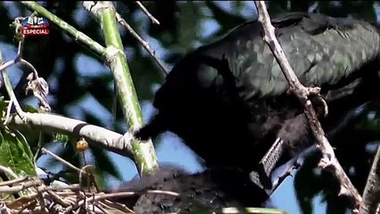 As Marés Selvagens Do Tejo - Portugal - Documentário
