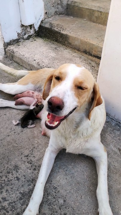 Sweet Mama Dog Feeds Abandoned Kitten