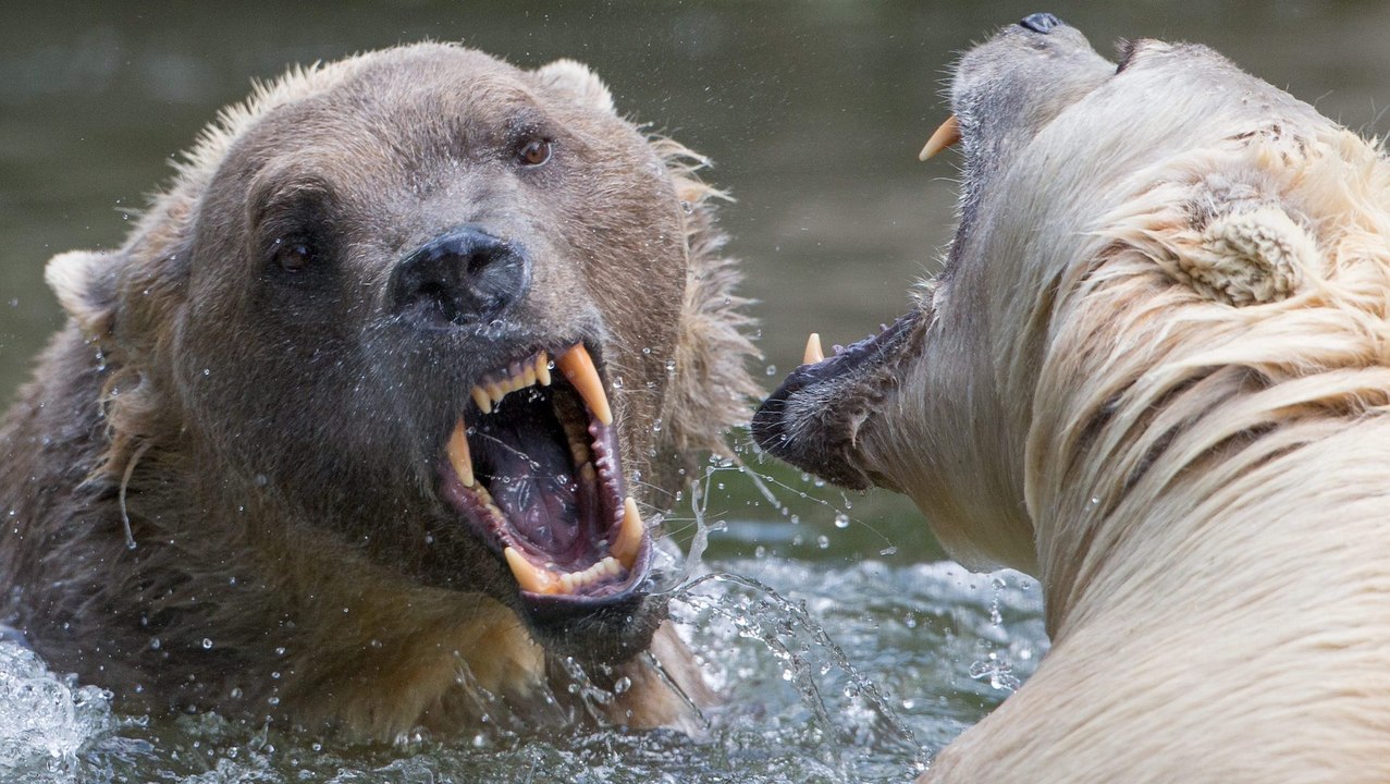 How to survive an encounter with a bear