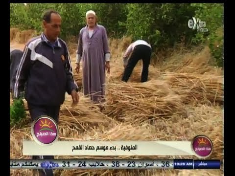 #هذا_الصباح | #المنوفية ٫٫ بدء موسم حصاد القمح