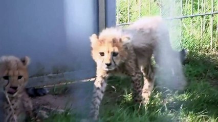 Five baby cheetah cubs roll around with their mum