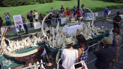 US crushes nearly two tons of ivory in NY Central Park