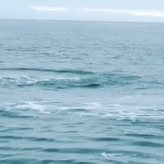 Video herunterladen: Mako Shark Shows Acrobatic Skills To Passengers On Fishing Boat