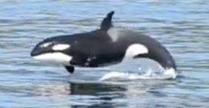 Baby Orca Playfully Leaps From the Water, Delighting Onlookers