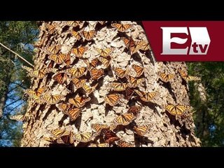 Ruta de migración de la Mariposa Monarca en peligro/Titulares de la Tarde con Mariana H. y Kimberly