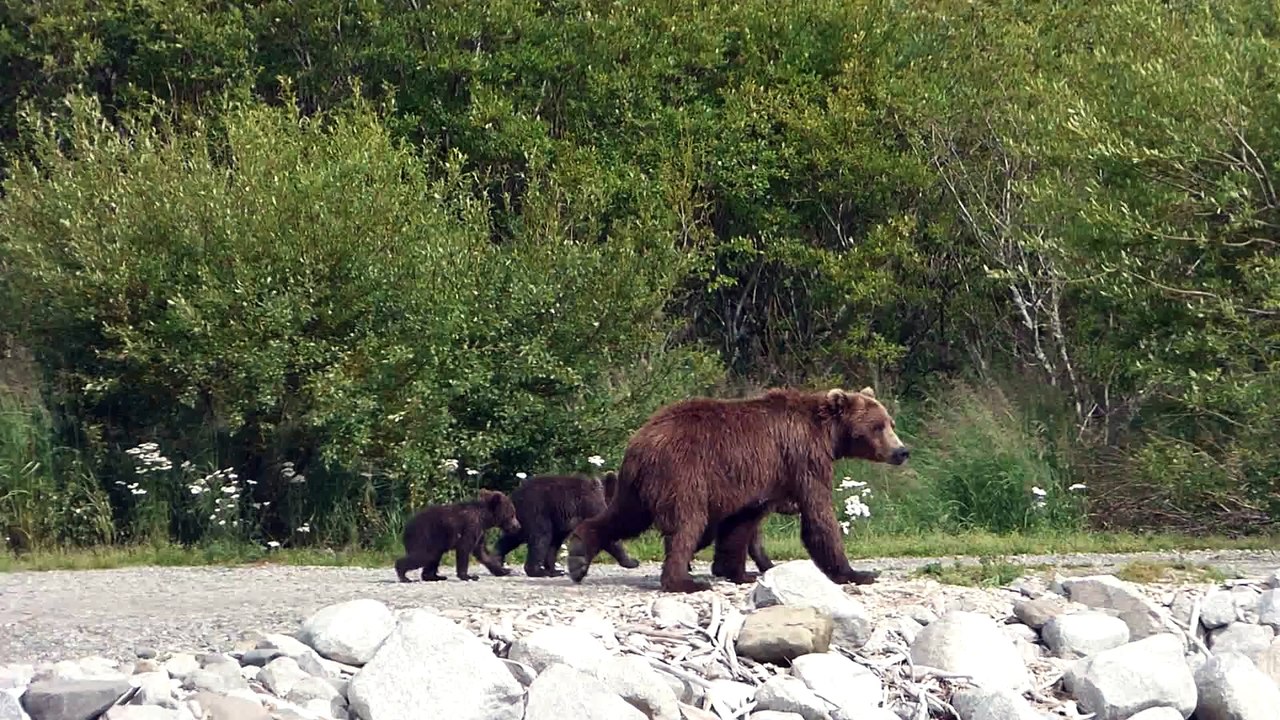 Grizzly Mom with Three Spring