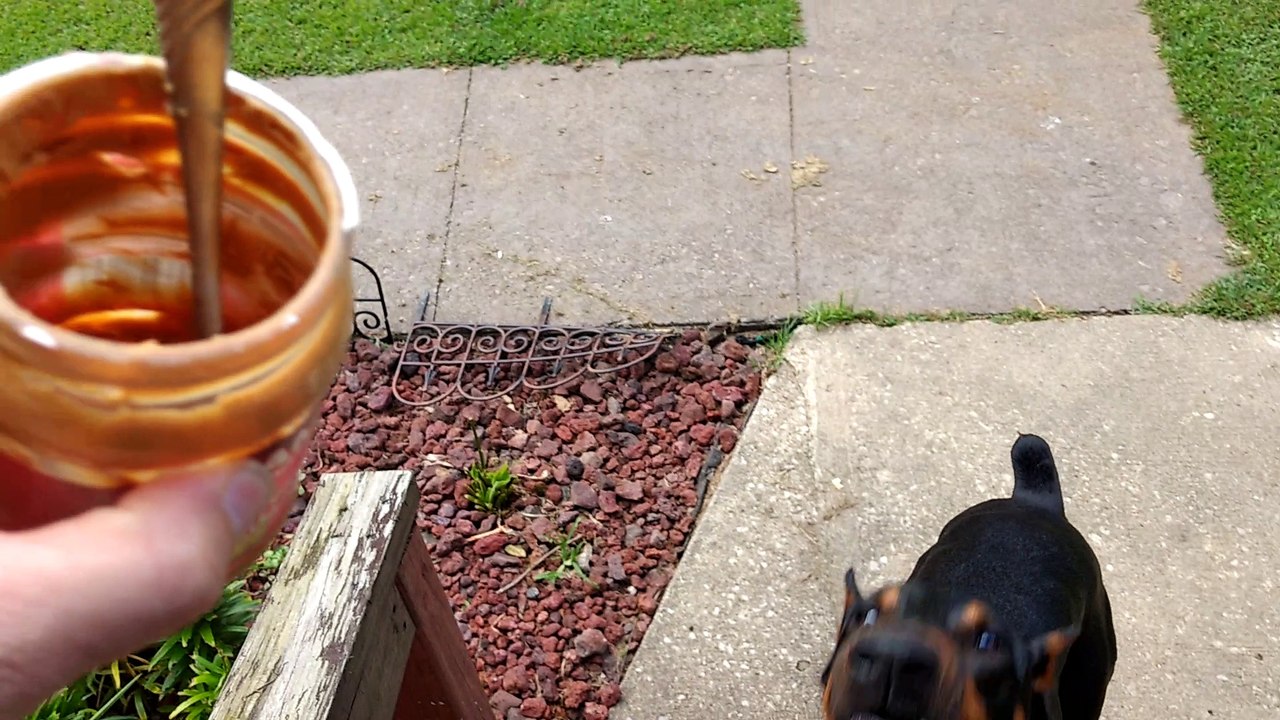 Doberman Demands peanut butter