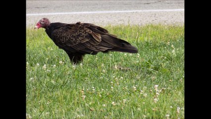 Vulture at eating a dead animal at the side of the road!!!