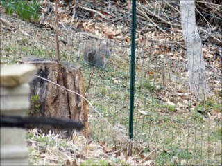 Squirrel in my Backyard