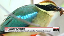 Endangered fairy pittas choose to breed on Korea's south coast