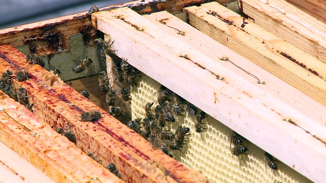Paris's urban rooftop hives hope to preserve honeybees