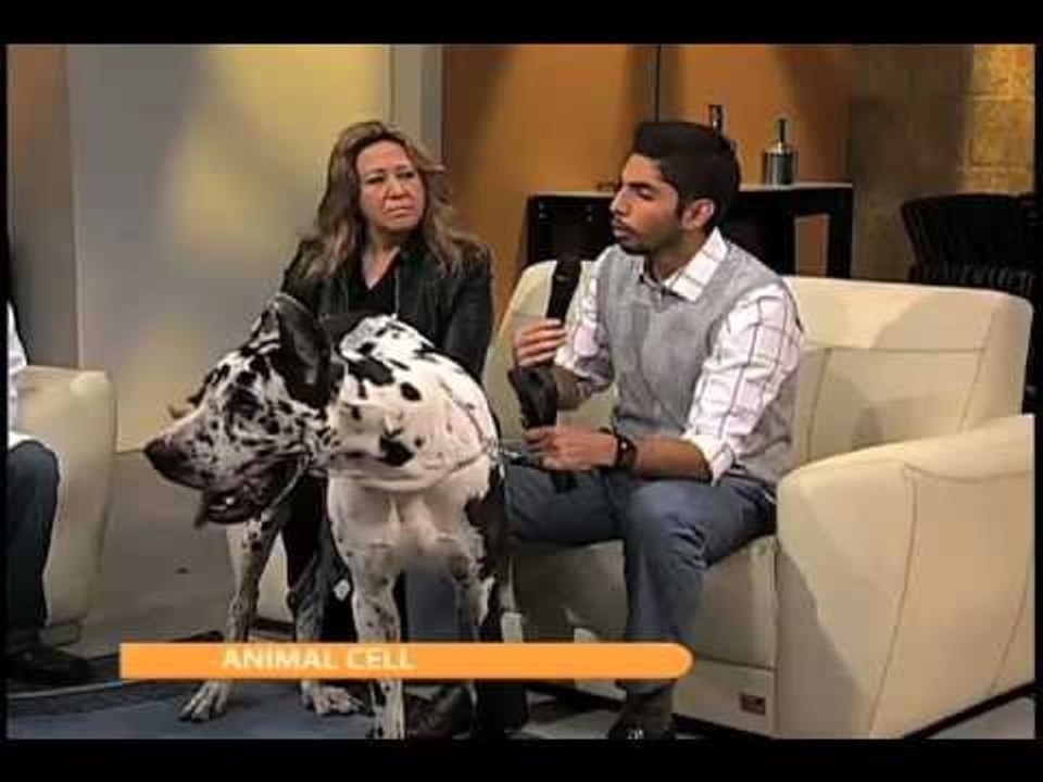 Viernes de mascotas: las células madre en la medicina veterinaria