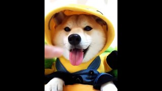 Funny And Cute Animals Compilation