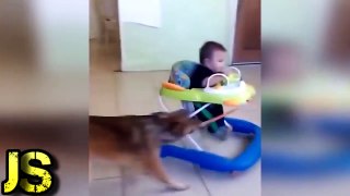 Try Not To Laugh - Funny Animals Compilation 2017 Part  9