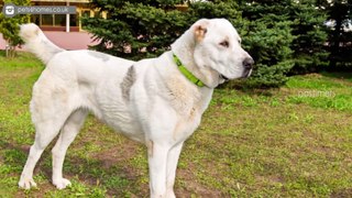 Top 10 Amazing Dog Breeds From Russia