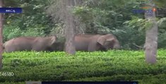 Wild Elephants Enters into the village-Oneindia Tamil