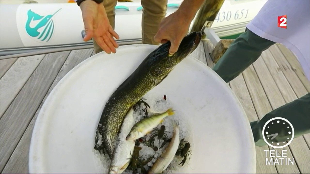 Marchés - Cuisiner les pieds dans l'eau
