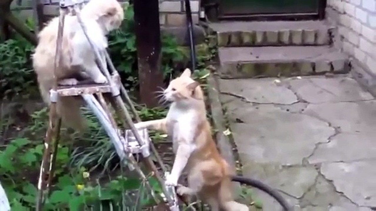 Funny Animals A Funny Animal Videos Compilation 2015