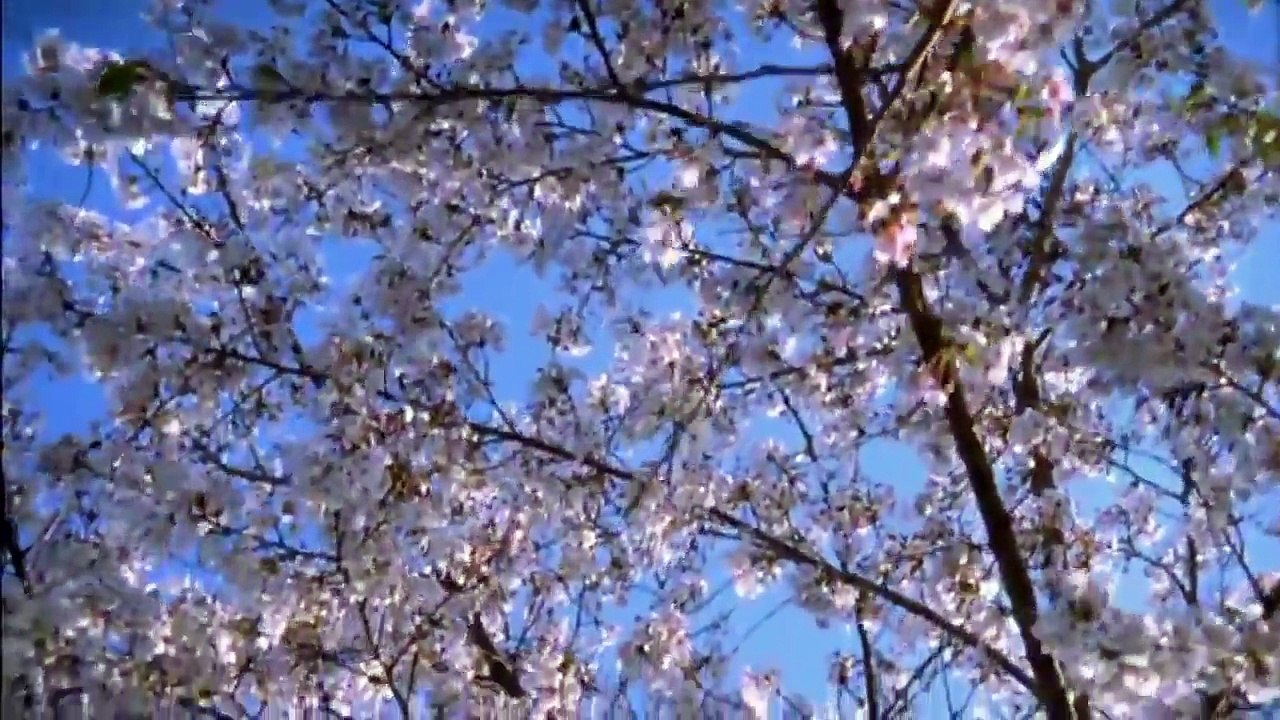 The way of the Samurai. Documentary (eng).