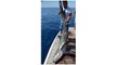 Antalya'da 5 metrelik köpek balığı oltaya takıldı